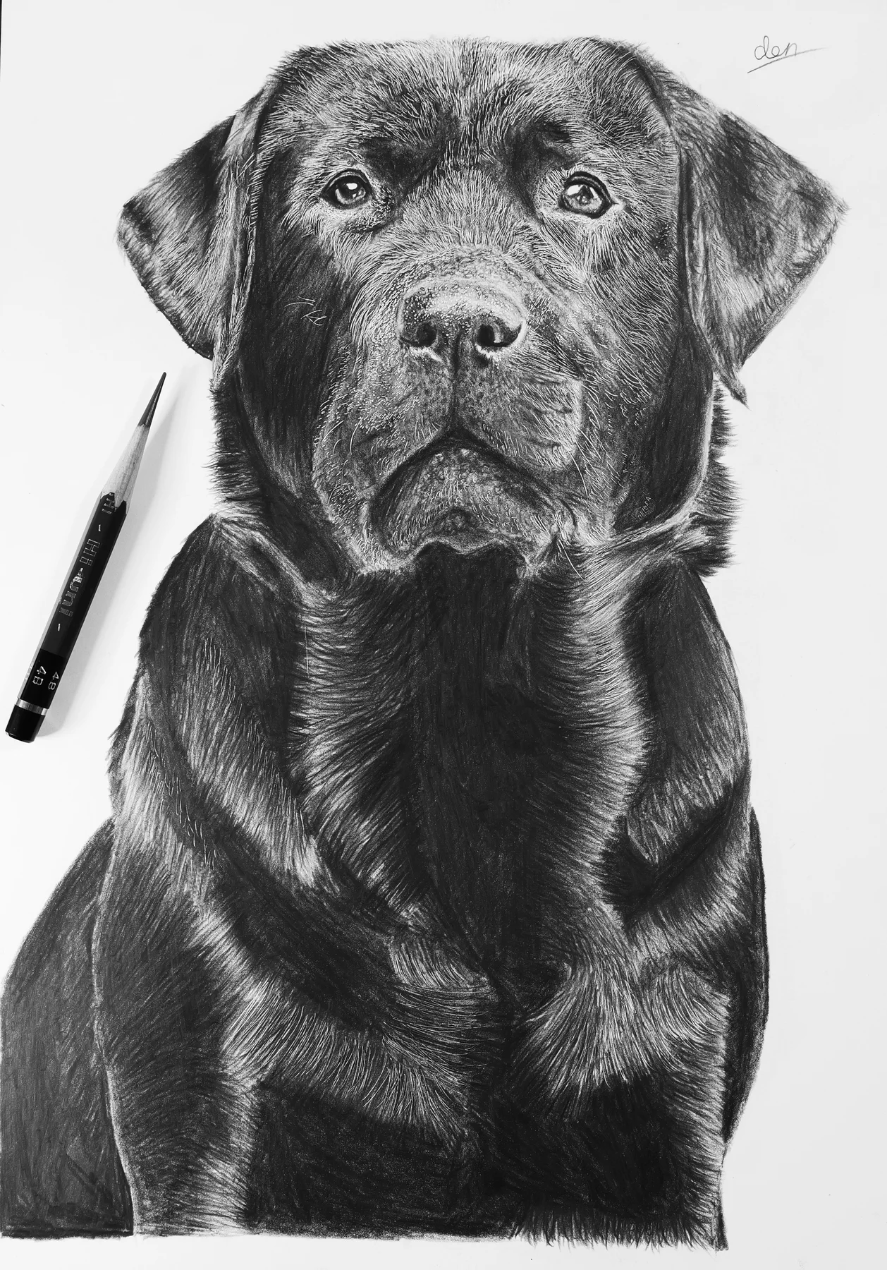 ラブラドールを描いたリアリスティック鉛筆画